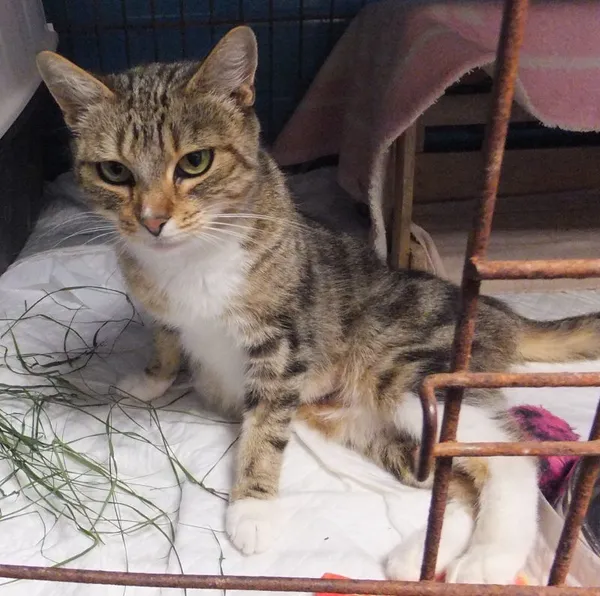 Znaleziono kota, Nowa Krępa, 1 sierpnia 2025