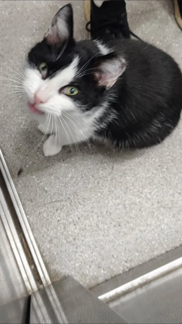 Zaginął kot, Łódź, 14 sierpnia 2025