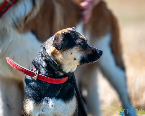 Pies do adopcji, Racławice, 11 sierpnia 2025 (4/5)