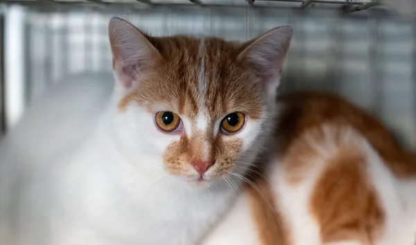 Kot do adopcji, Racławice, 10 sierpnia 2025 (1/5)