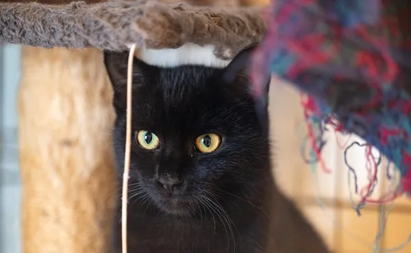 Kot do adopcji, Racławice, 10 sierpnia 2025 (1/5)