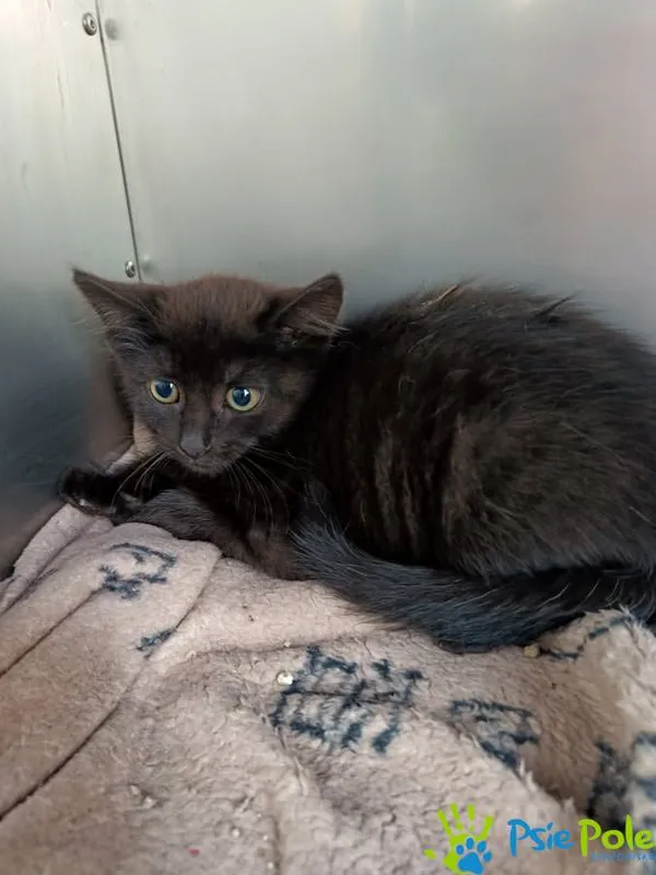 Kot do adopcji, Racławice, 10 sierpnia 2025 (5/5)