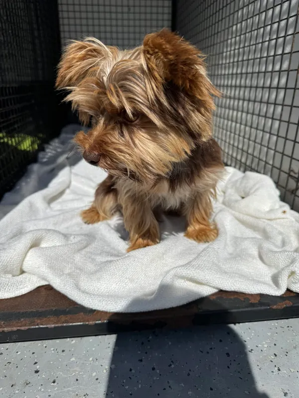 Znaleziono psa, Gdańsk, 14 sierpnia 2025