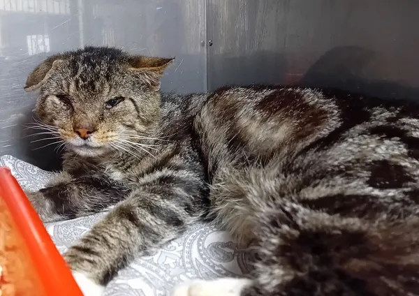 Znaleziono kota, Gdańsk, 14 sierpnia 2025