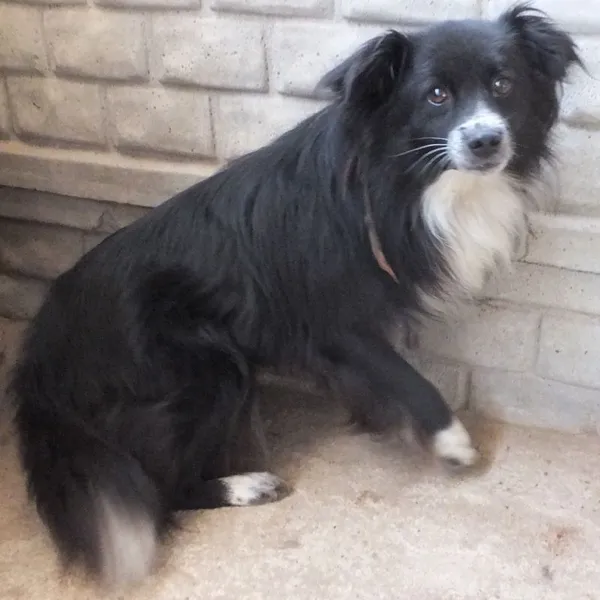 Znaleziono psa, Nowa Krępa, 8 sierpnia 2025