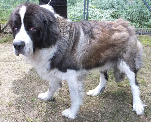 Znaleziono psa, Nowa Krępa, 3 sierpnia 2025