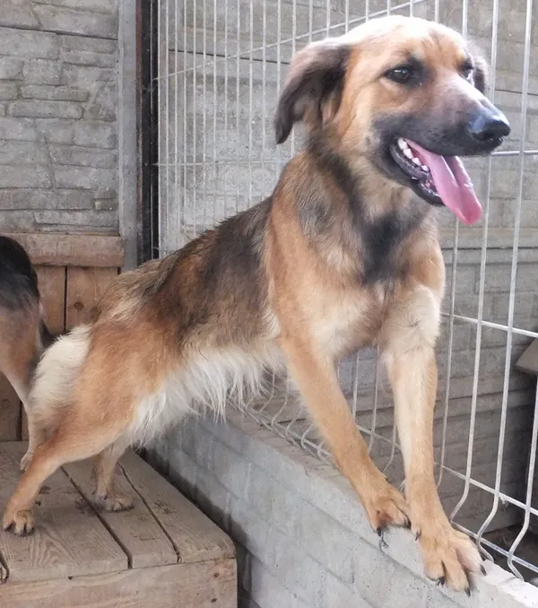 Znaleziono psa, Nowa Krępa, 31 lipca 2025