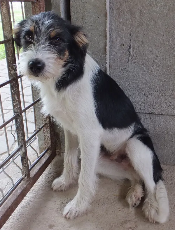 Znaleziono psa, Nowa Krępa, 28 lipca 2025