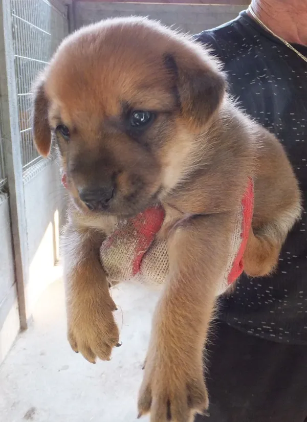 Znaleziono psa, Nowa Krępa, 26 lipca 2025