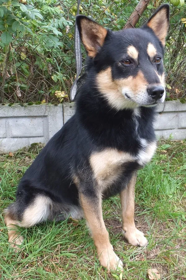 Znaleziono psa, Nowa Krępa, 25 lipca 2025