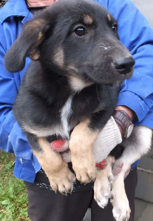 Znaleziono psa, Nowa Krępa, 25 lipca 2025