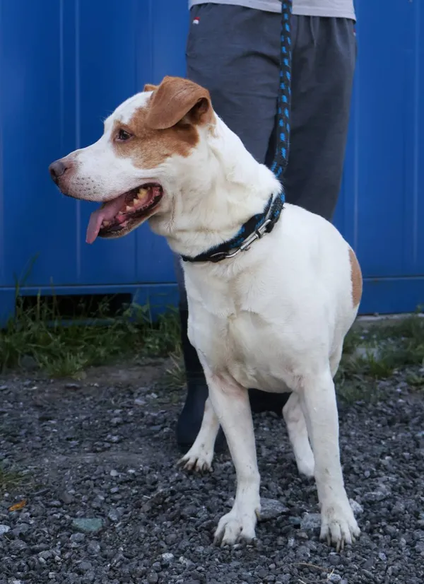 Znaleziono psa, Łódź, 15 sierpnia 2025 (2/5)