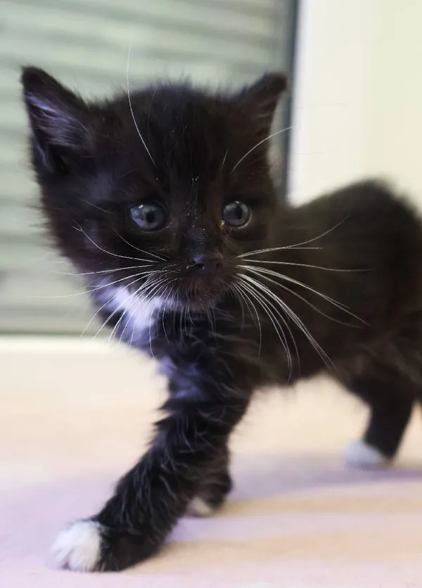 Znaleziono kota, Łódź, 15 sierpnia 2025 (1/5)