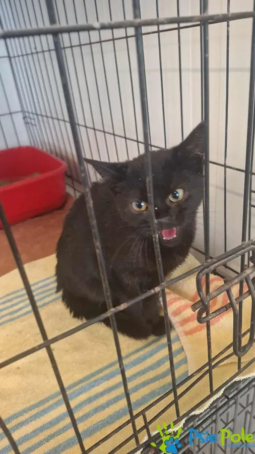 Znaleziono kota, Racławice, 13 sierpnia 2025