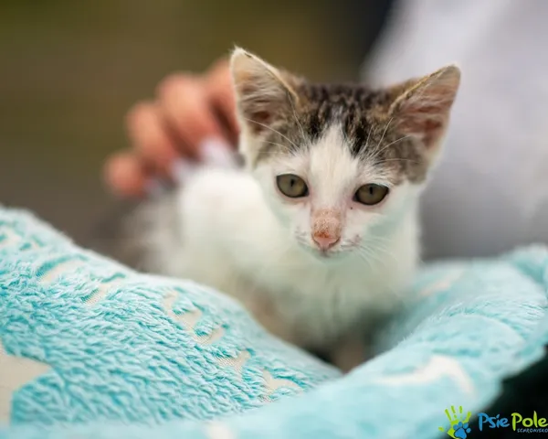 Znaleziono kota, Racławice, 7 sierpnia 2025 (4/5)