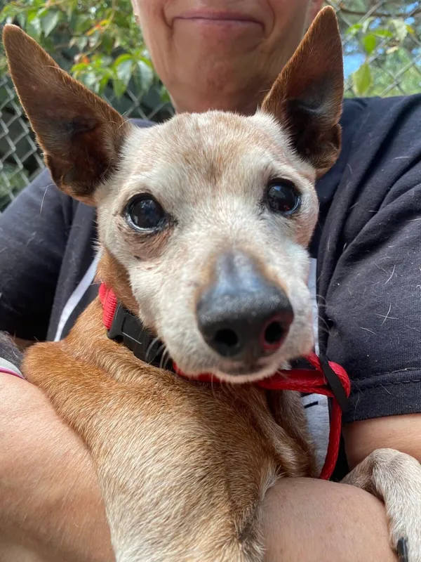 Pies do adopcji, Milanówek, 15 sierpnia 2025 (1/5)