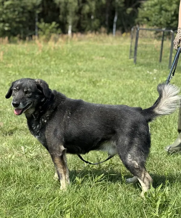 Pies do adopcji, Pieczyska, 15 sierpnia 2025 (2/5)