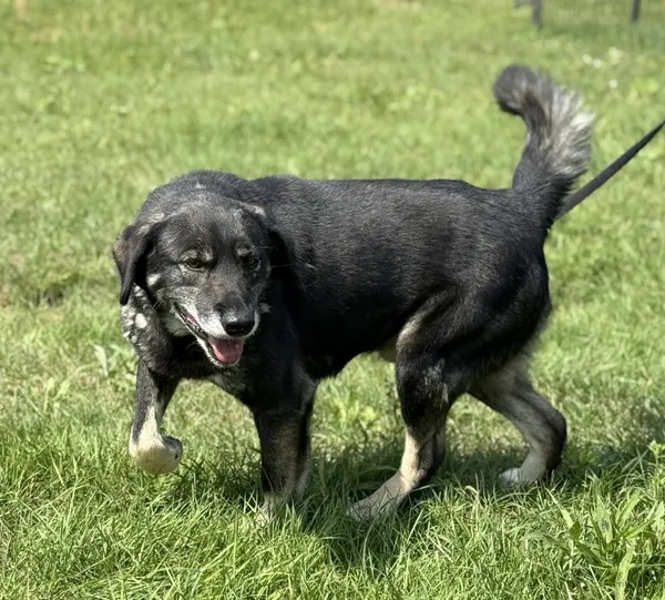 Pies do adopcji, Pieczyska, 15 sierpnia 2025 (4/5)