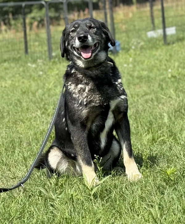 Pies do adopcji, Pieczyska, 15 sierpnia 2025 (5/5)