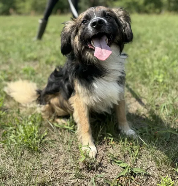 Pies do adopcji, Pieczyska, 15 sierpnia 2025 (3/4)