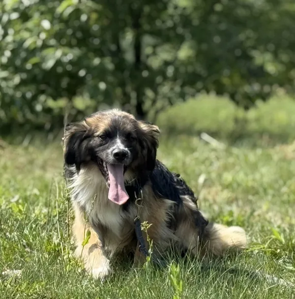 Pies do adopcji, Pieczyska, 15 sierpnia 2025 (4/4)