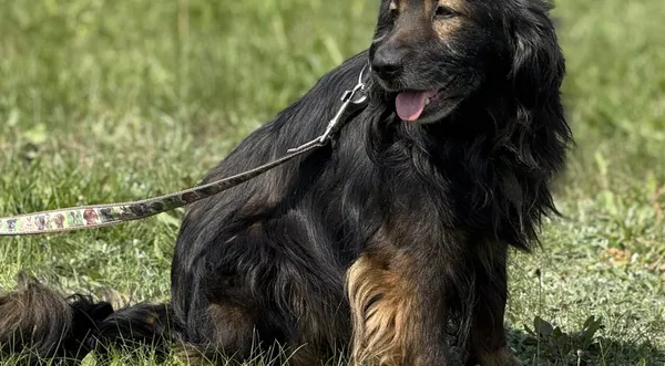 Pies do adopcji, Pieczyska, 15 sierpnia 2025 (1/5)