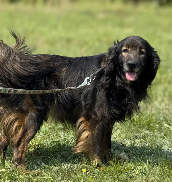 Pies do adopcji, Pieczyska, 15 sierpnia 2025 (4/5)