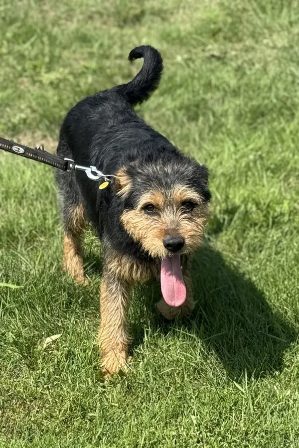 Pies do adopcji, Pieczyska, 15 sierpnia 2025 (2/4)