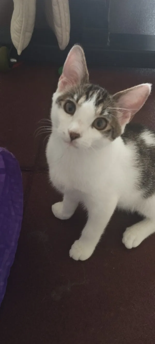 Zaginął kot, Łódź, 16 sierpnia 2025