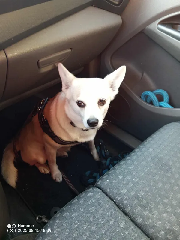 Znaleziono psa, Sosnowiec, 15 sierpnia 2025