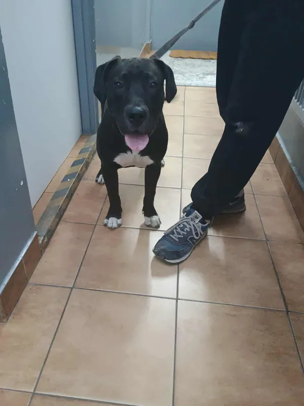 Znaleziono psa, Sosnowiec, 14 sierpnia 2025