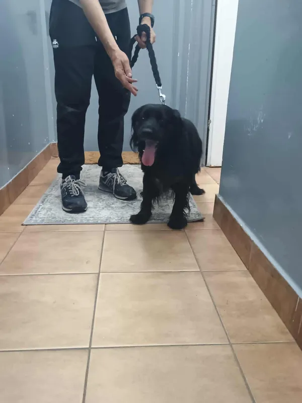 Znaleziono psa, Sosnowiec, 13 sierpnia 2025