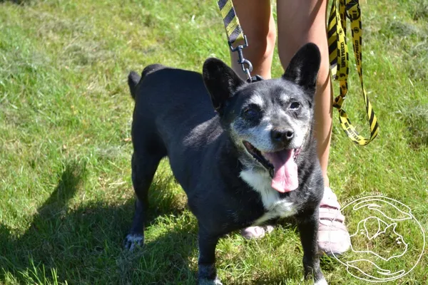 Pies do adopcji, Chełmek, 4 listopada 2023