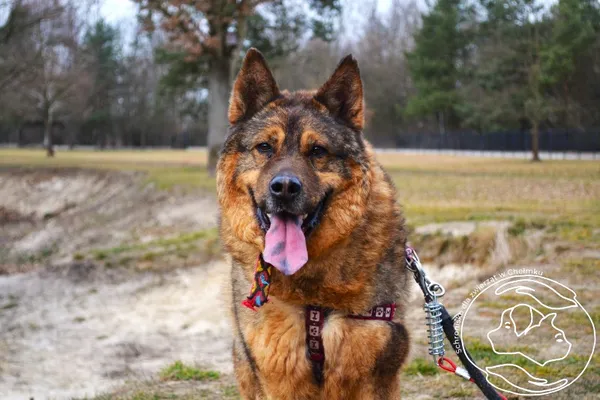 Pies do adopcji, Chełmek, 13 lipca 2023