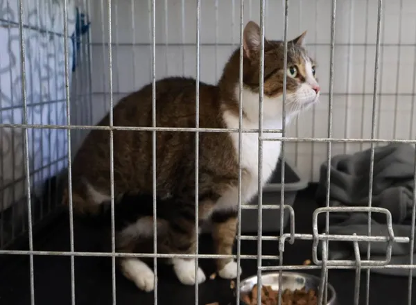 Znaleziono kota, Łódź, 15 sierpnia 2025 (2/5)