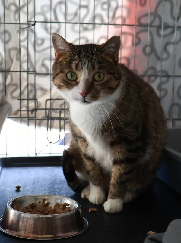 Znaleziono kota, Łódź, 15 sierpnia 2025 (4/5)