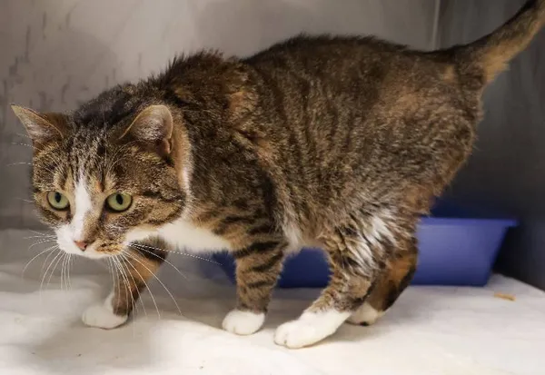 Znaleziono kota, Łódź, 15 sierpnia 2025 (5/5)