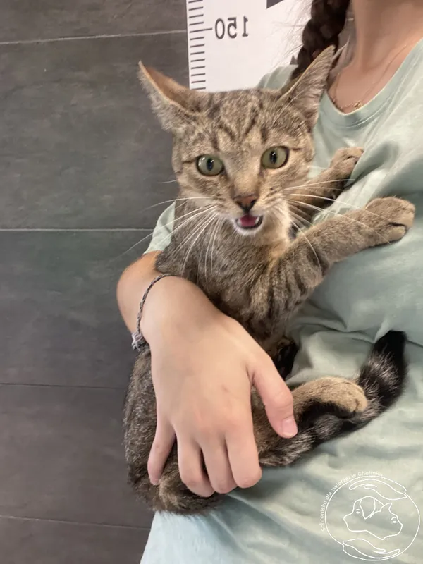 Znaleziono kota, Chełmek, 15 sierpnia 2025