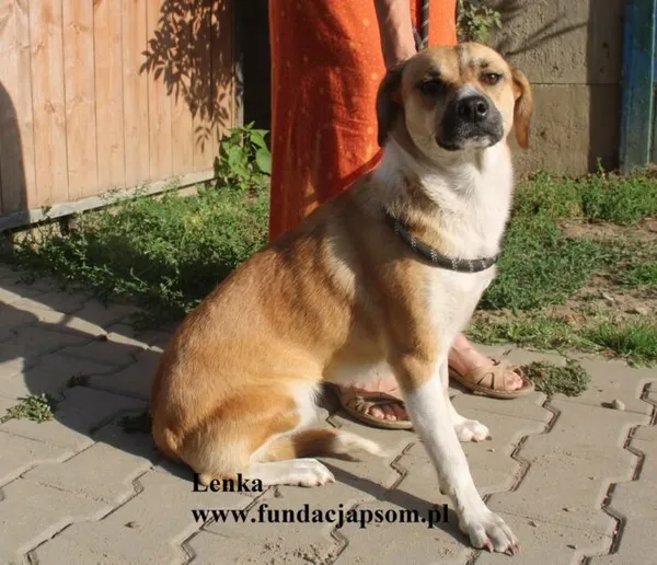 Pies do adopcji, Nowy Dwór Mazowiecki, 14 sierpnia 2025 (2/5)