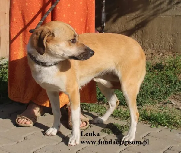 Pies do adopcji, Nowy Dwór Mazowiecki, 14 sierpnia 2025 (4/5)
