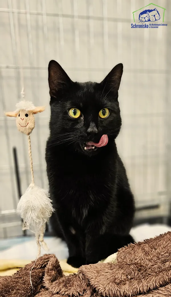 Znaleziono kota, Szczecin, 16 sierpnia 2025 (1/2)