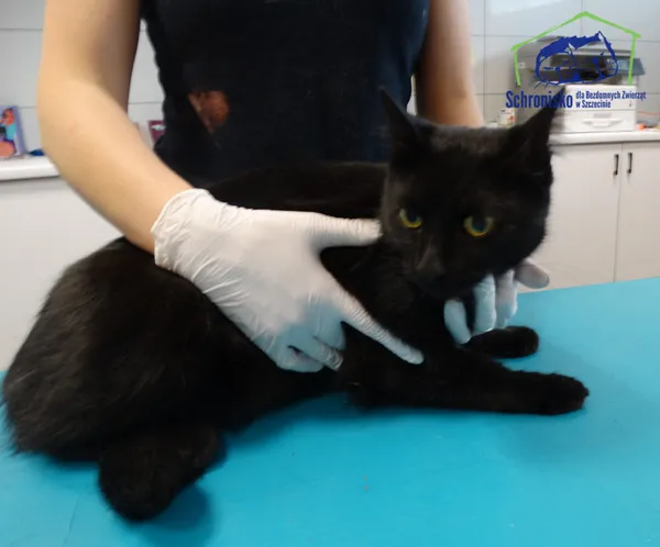 Znaleziono kota, Szczecin, 16 sierpnia 2025 (2/2)