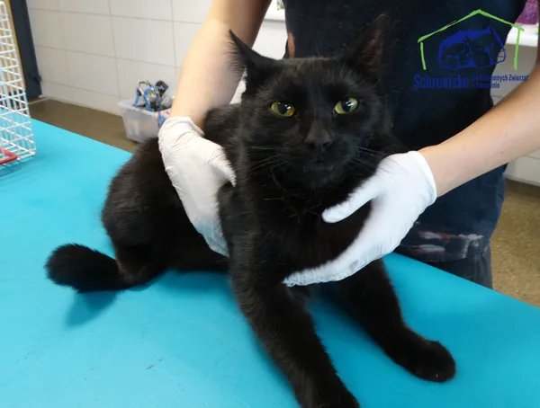 Znaleziono kota, Szczecin, 16 sierpnia 2025 (1/2)