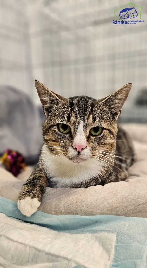 Znaleziono kota, Szczecin, 15 sierpnia 2025 (1/2)