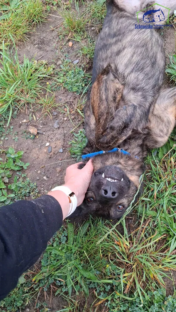 Znaleziono psa, Szczecin, 16 sierpnia 2025 (3/5)