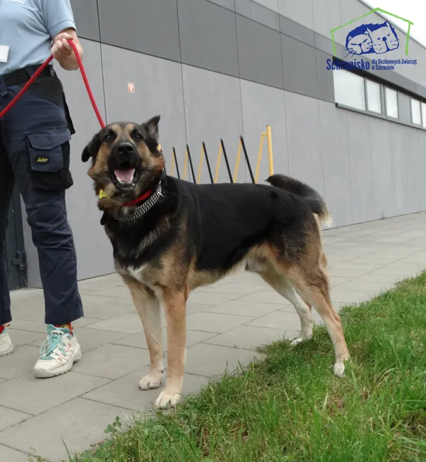 Znaleziono psa, Szczecin, 15 sierpnia 2025 (2/3)