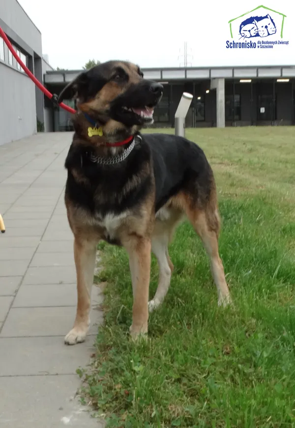 Znaleziono psa, Szczecin, 15 sierpnia 2025 (3/3)