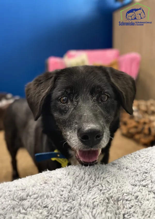Znaleziono psa, Szczecin, 15 sierpnia 2025 (1/4)