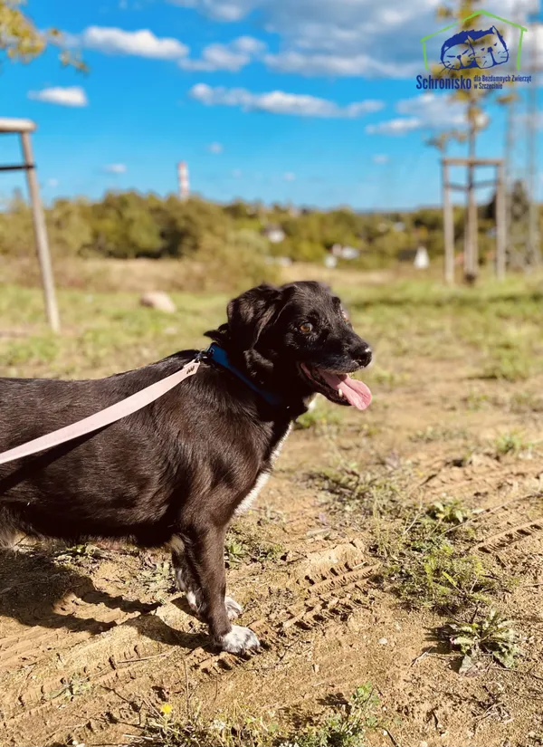 Znaleziono psa, Szczecin, 15 sierpnia 2025 (3/4)