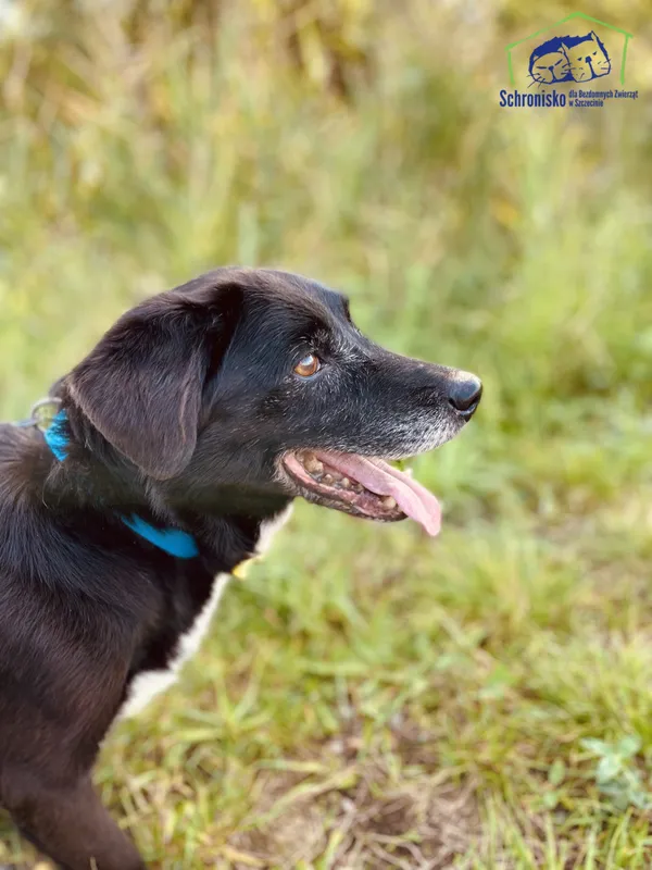 Znaleziono psa, Szczecin, 15 sierpnia 2025 (4/4)